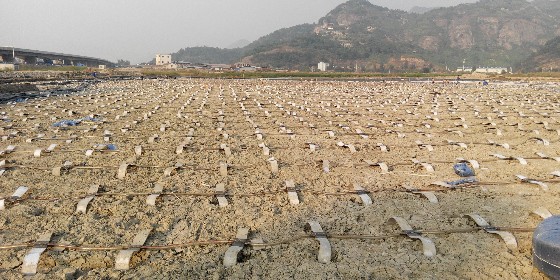 真空預壓軟基處理管網布設及鋪膜流程